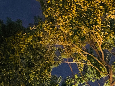 一场来自树与天的邂逅
寻找寂静里的角落
原是美好