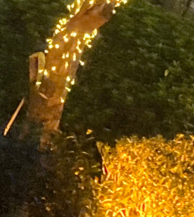 一场来自树与天的邂逅
寻找寂静里的角落
原是美好