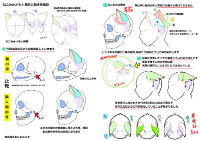 猫耳绘画教程