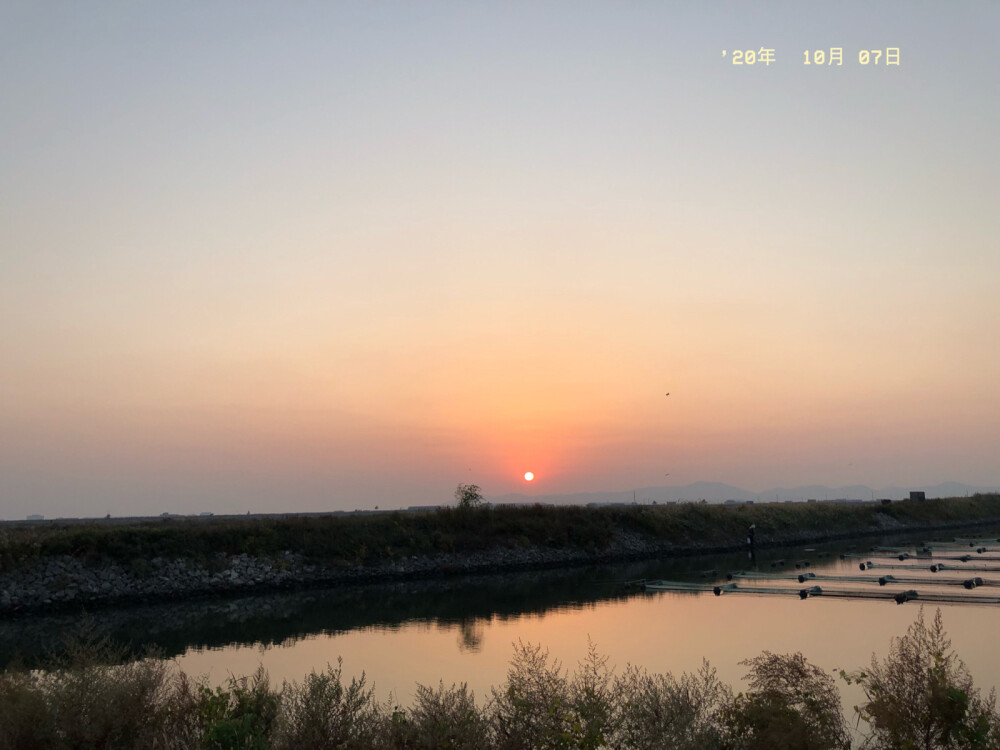 鱼塘，海鸥，芦苇，夕阳