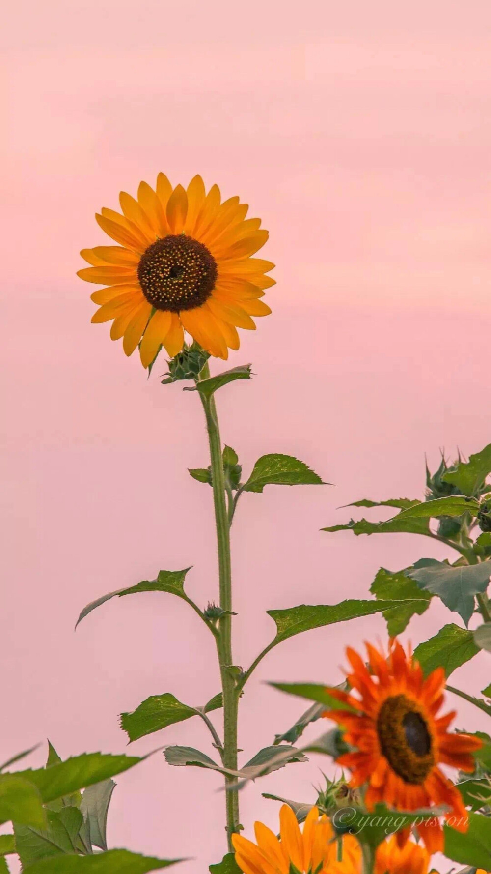 壁纸 花花