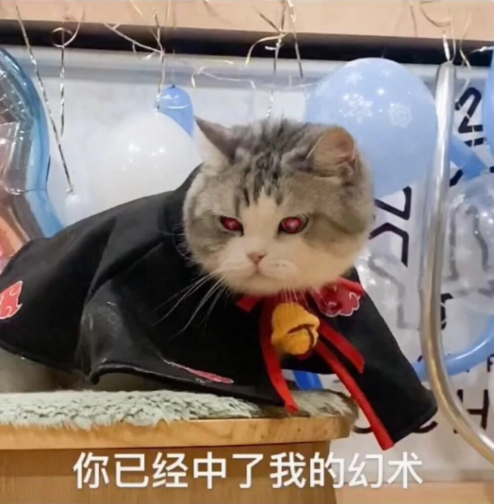 猫咪表情包
图源:江湖有大头