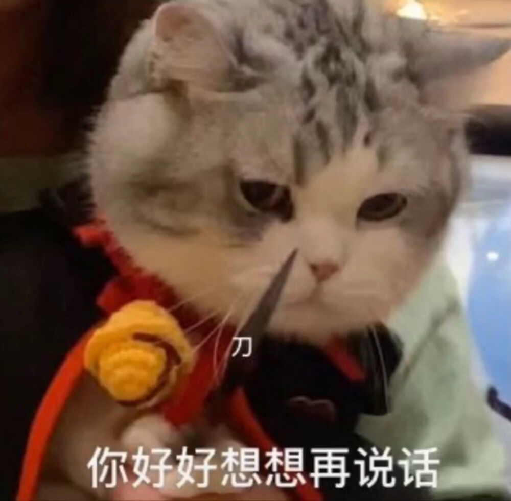 猫咪表情包
图源:江湖有大头