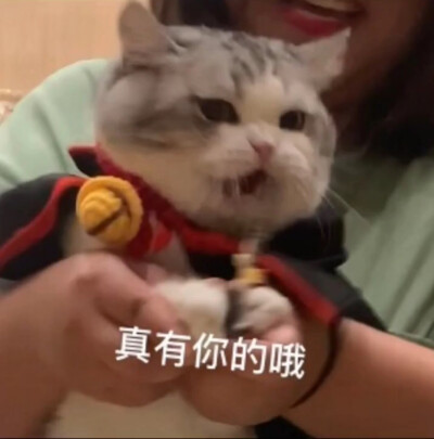 猫咪表情包
图源:江湖有大头