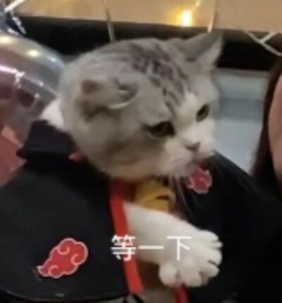 猫咪表情包
图源:江湖有大头