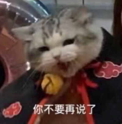 猫咪表情包
图源:江湖有大头