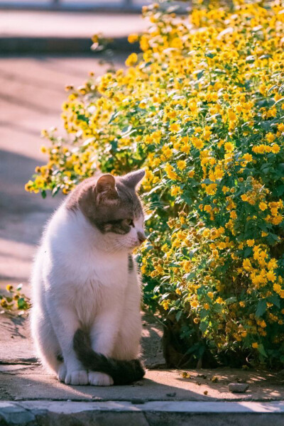 猫咪（摄影师 喵呜不停）