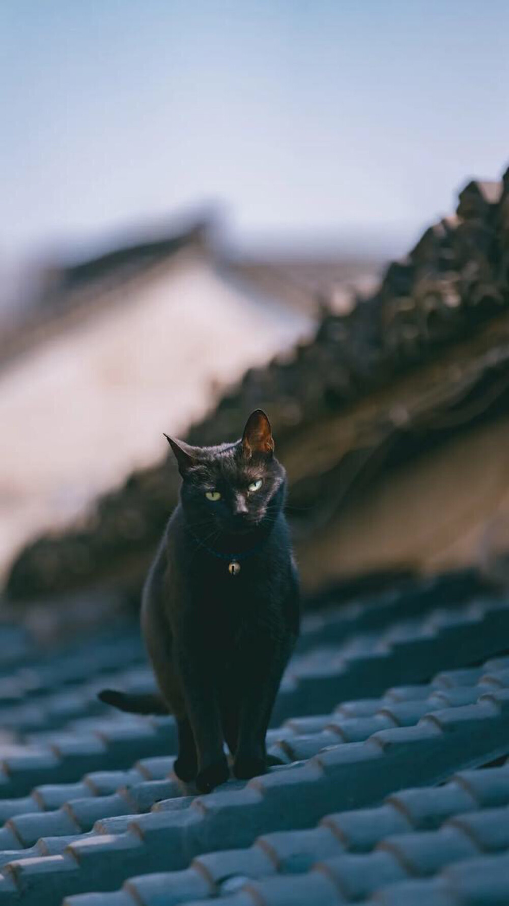 猫咪（摄影师 喵呜不停）