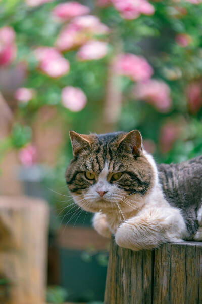 猫咪（摄影师 喵呜不停）