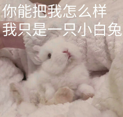 我只是一直小白兔！你能把我怎么办
表情包