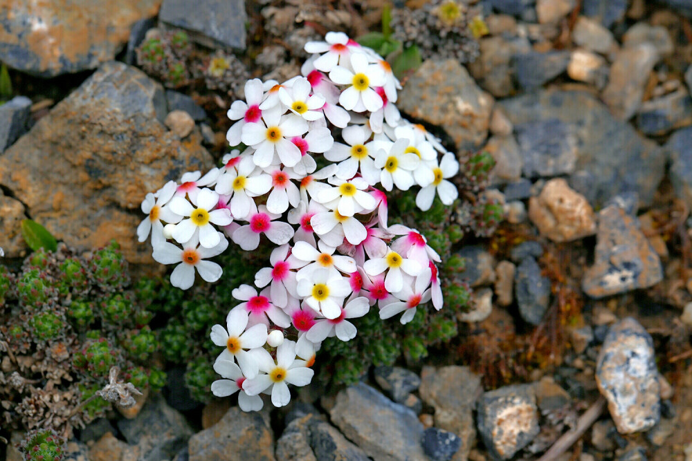 花卉