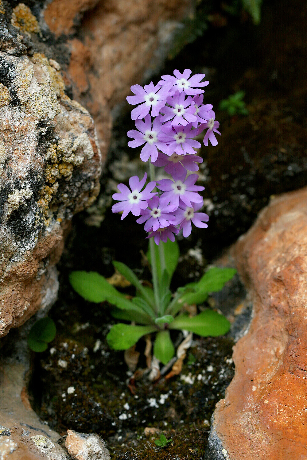 花卉