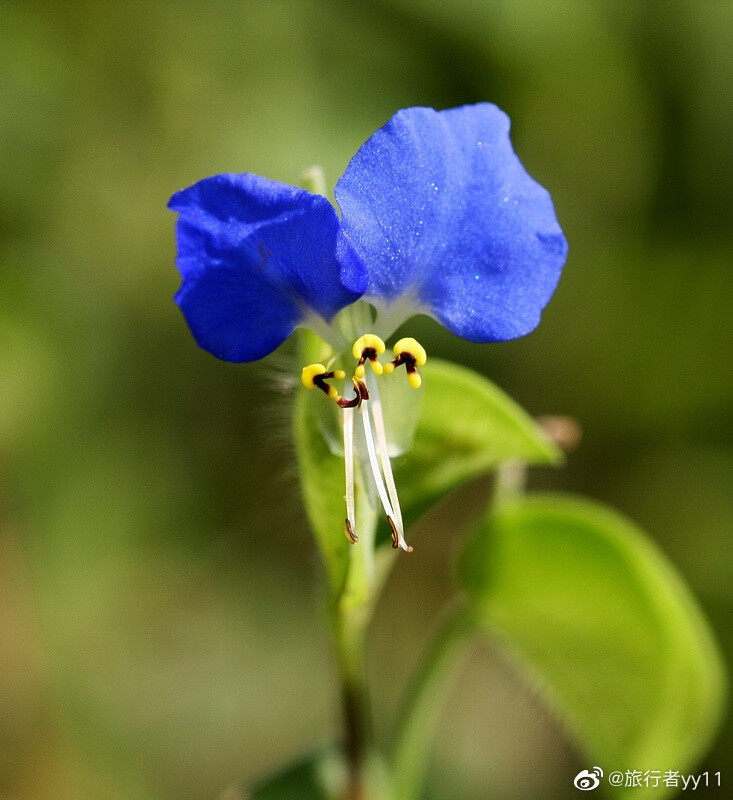 花卉