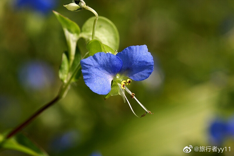 花卉