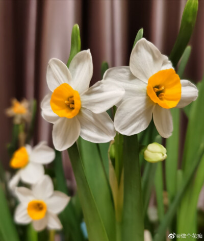 水仙花