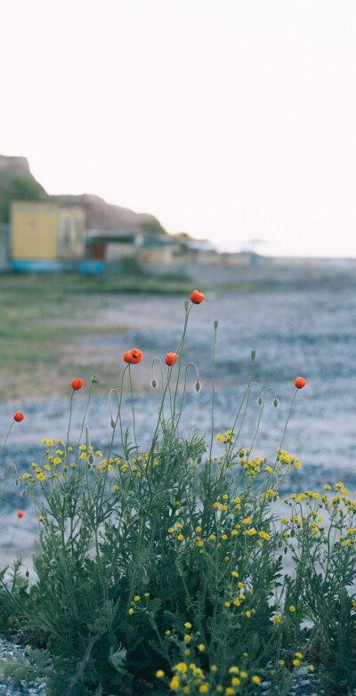 河边花