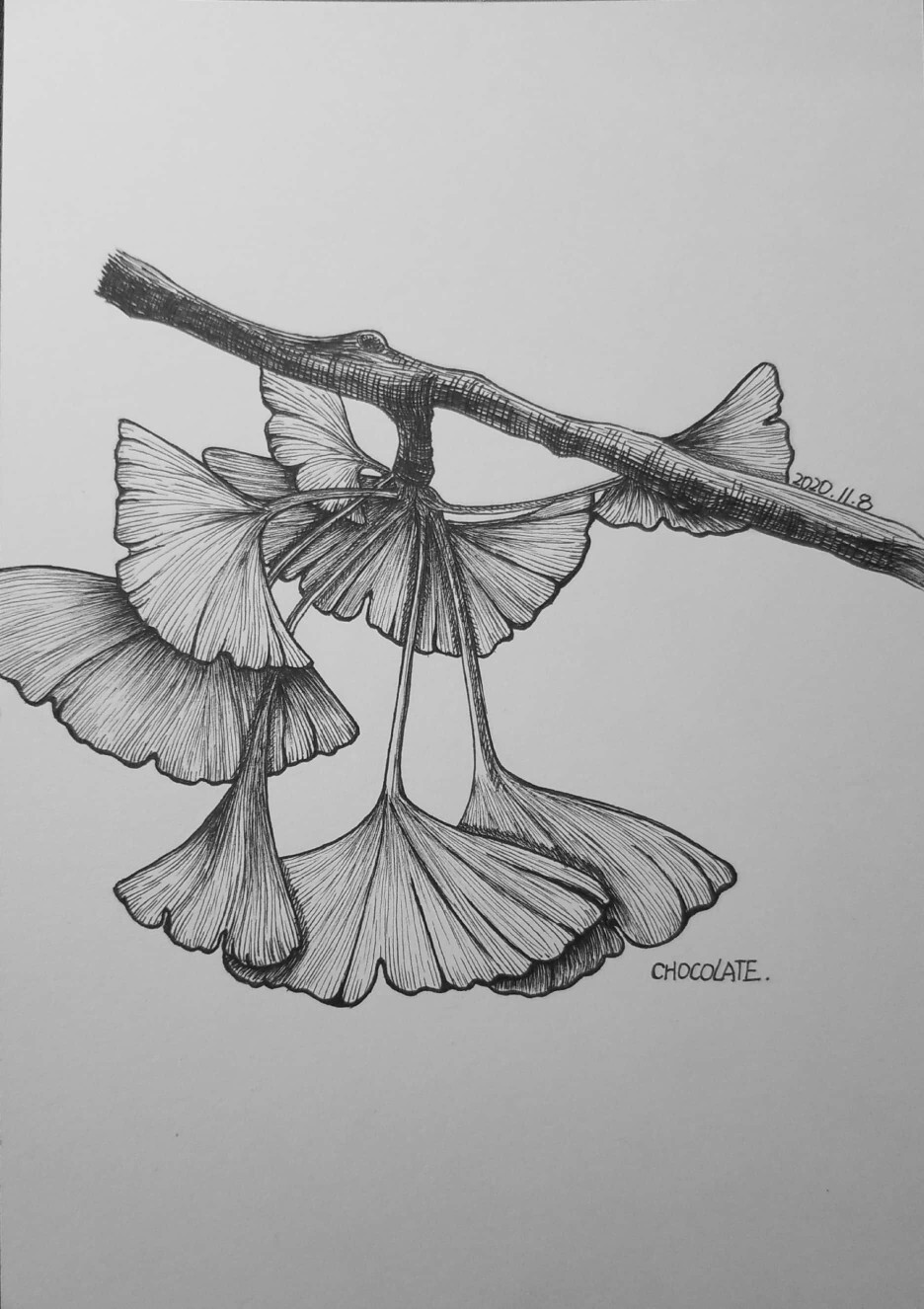 黑白手绘银杏叶