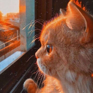 可做头像图源网络 侵… - 高清图片,堆糖,美图壁纸兴趣社区