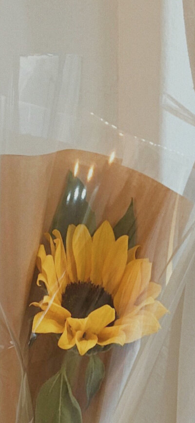 壁纸