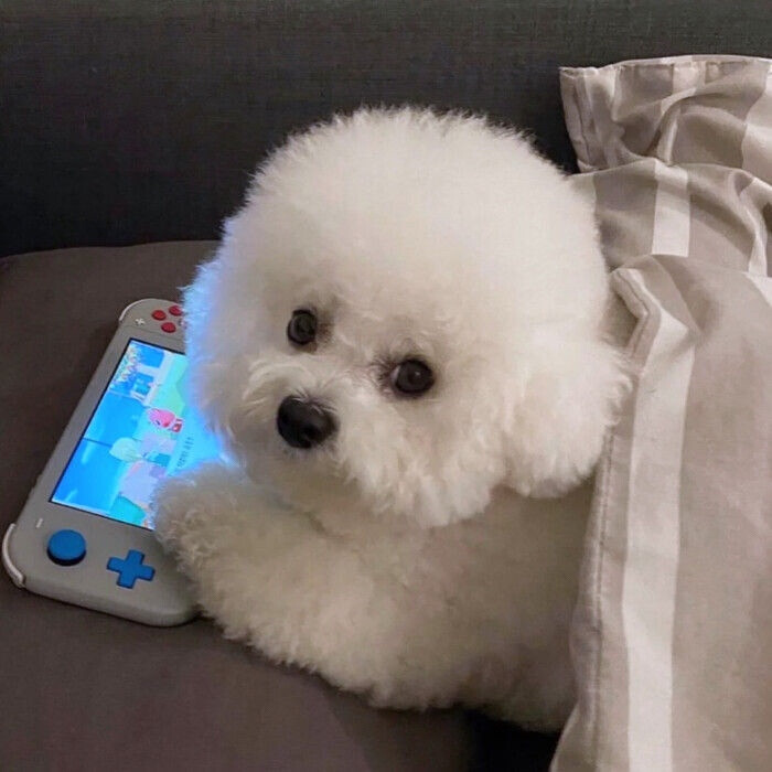 可爱狗狗
