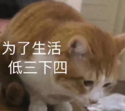 表情包 猫 为了生活低三下四