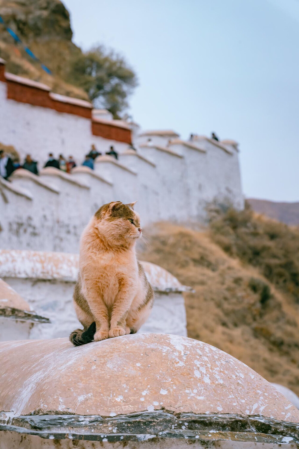 布达拉宫猫咪（摄影师 喵呜不停）