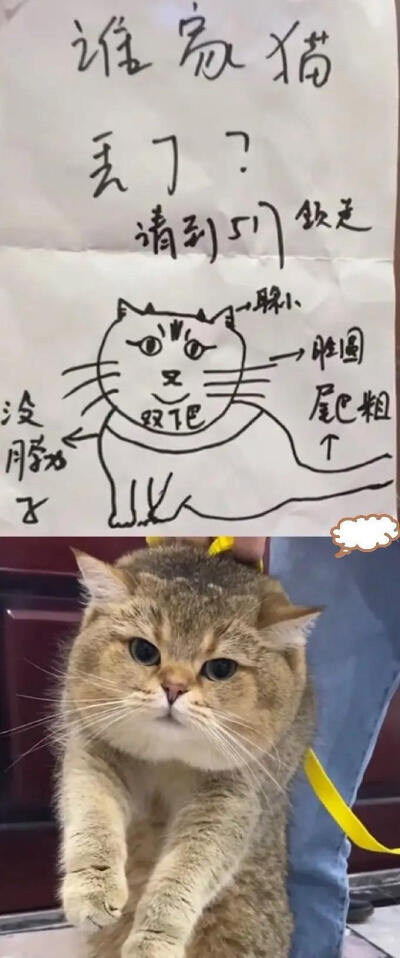 寻猫启示