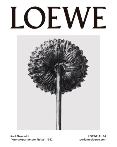 壁纸背景LOEWE