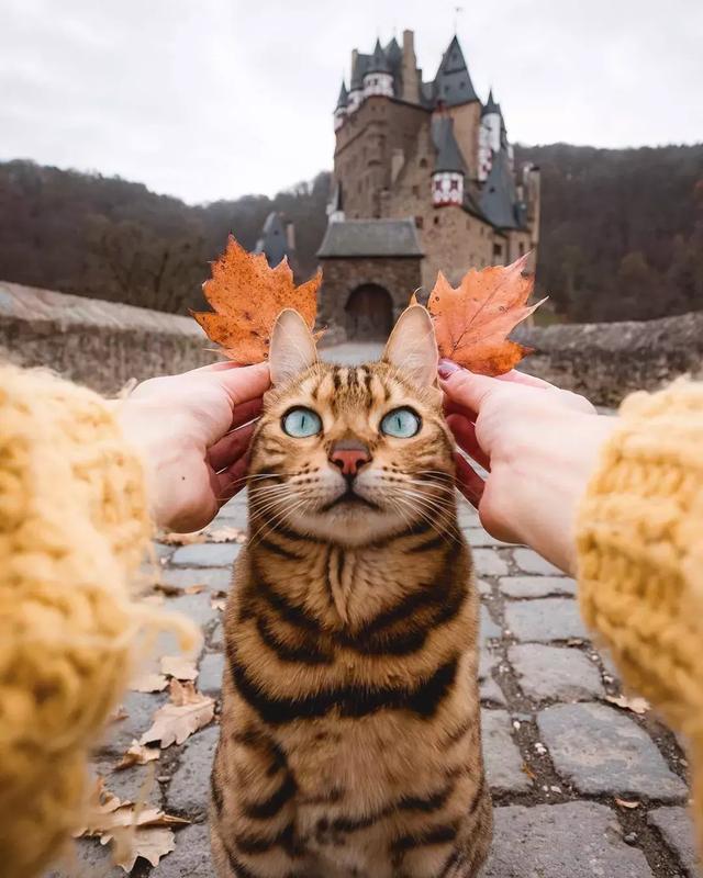猫猫