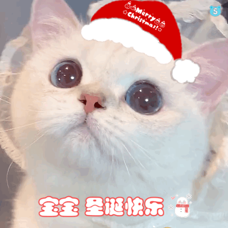 宝宝们圣诞快乐才不要喜欢笨蛋