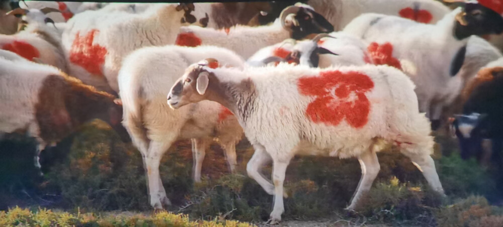 送你一朵小红花