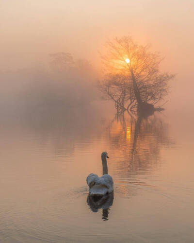 swan