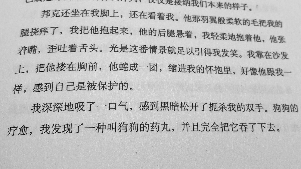 小狗可以治愈一切