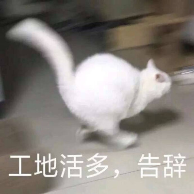 表情包