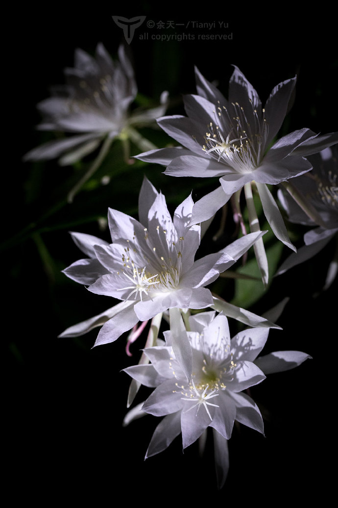 一染昙花百念空