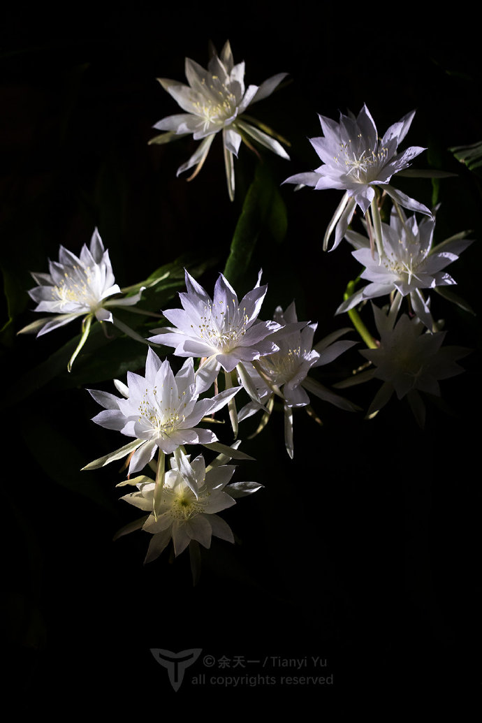 一染昙花百念空