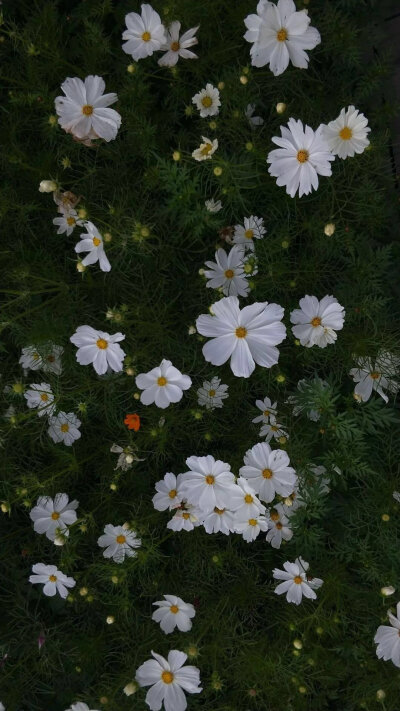 花物语 花卉小清新森系壁纸聊天背景