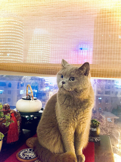 巴斯克芝士蛋糕