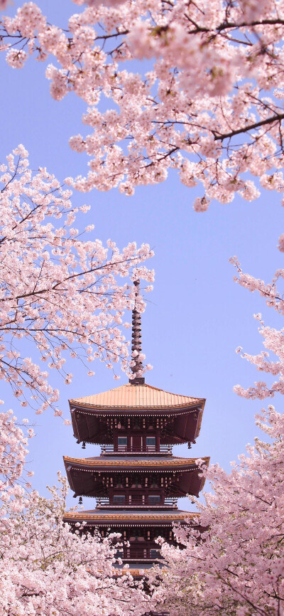 桜