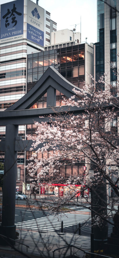 桜