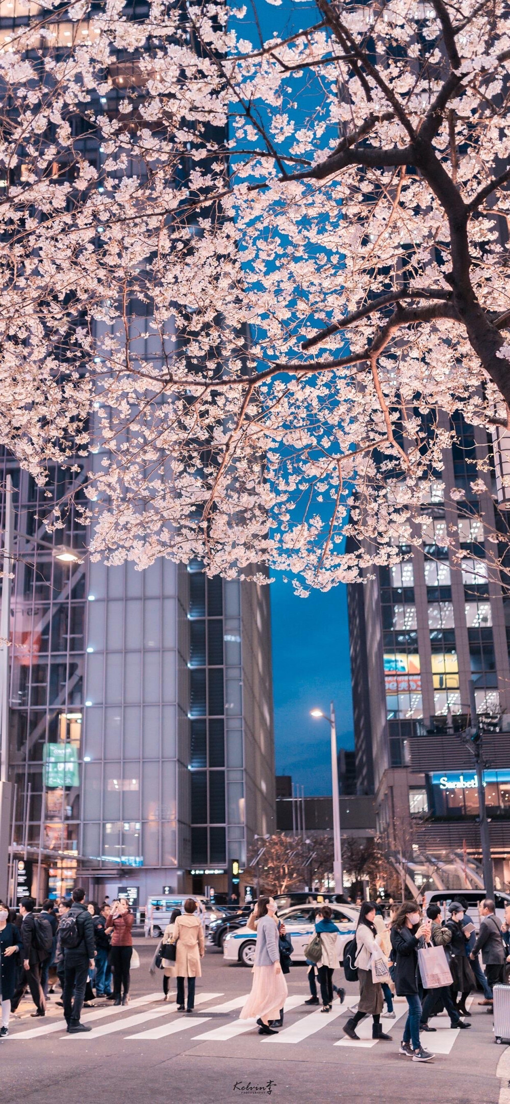 桜