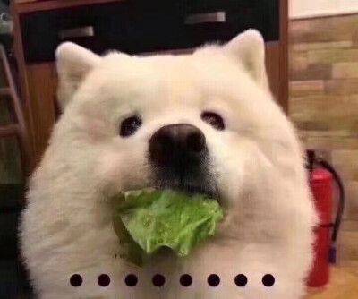 萨摩耶 可爱 狗狗 表情包