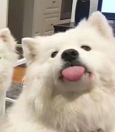 萨摩耶 可爱 狗狗 表情包