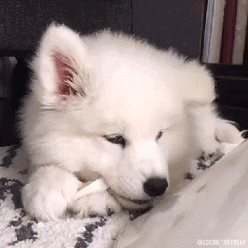 萨摩耶 可爱 狗狗 表情包