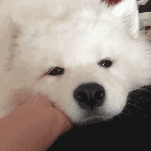 萨摩耶 可爱 狗狗 表情包