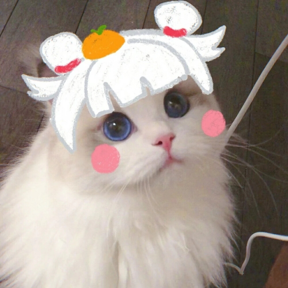 猫咪版光遇团头
作者源vb 大眼猫猫
猫咪源vb 吴kiwi是一只布偶