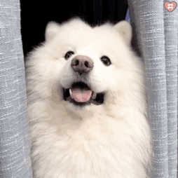 或许可以称其为小表情