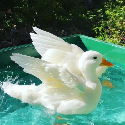 或许可以称其为小表情