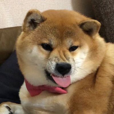 狗狗头像 可爱 柴犬 图源ins