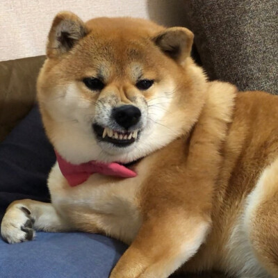 狗狗头像 可爱 柴犬 图源ins